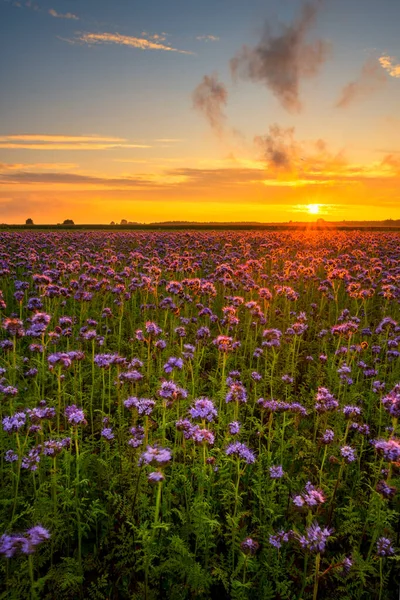 Mooie Zonsondergang Phacelia Bloemen Veld — Stockfoto