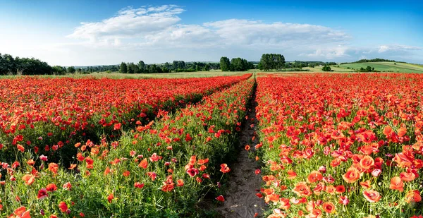 Hermoso Prado Verano Cubierto Amapolas Rojas — Foto de Stock