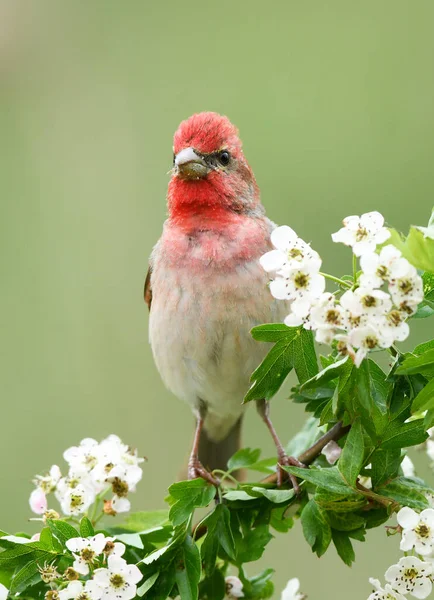 Pinzón Rosado Común Carpodacus Erythrinus Macho — Foto de Stock