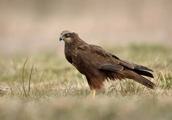 Western Marsh Harrier Circus Aeruginosus Female — Stock Photo, Image