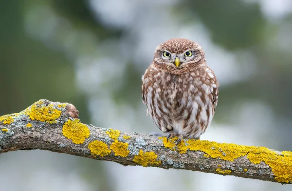 Kleine Eule Actene Noctua Aus Nächster Nähe — Stockfoto