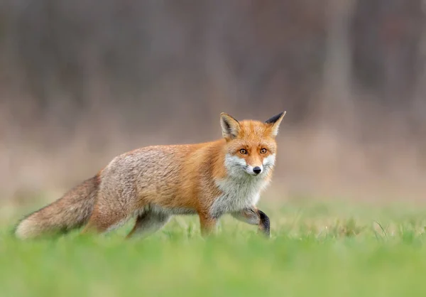 Zorro Rojo Vulpes Vulpes Cerca —  Fotos de Stock