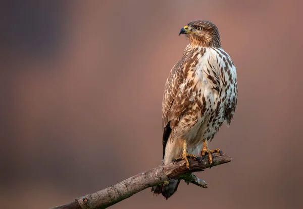 Buitre Común Buteo Buteo Cerca — Foto de Stock