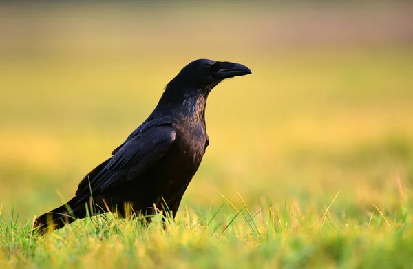 Κοράκι Corvus Corax Κοντινό — Φωτογραφία Αρχείου