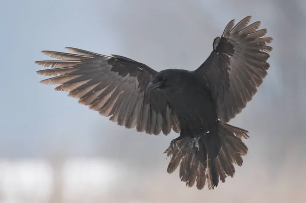 Raven Corvus Corax Close — Stock Photo, Image
