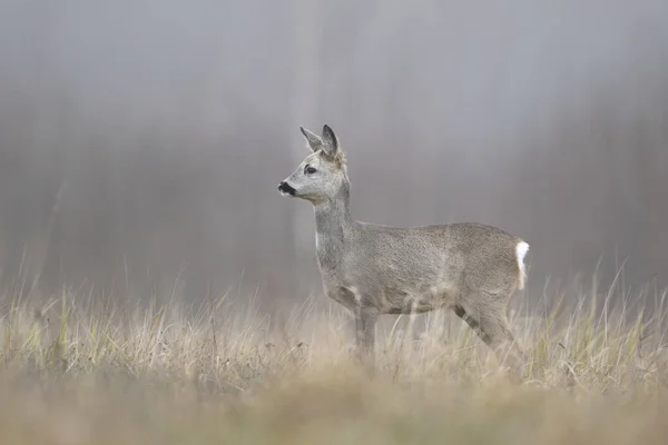 Samice Srnčí Capreolus Capreolus — Stock fotografie