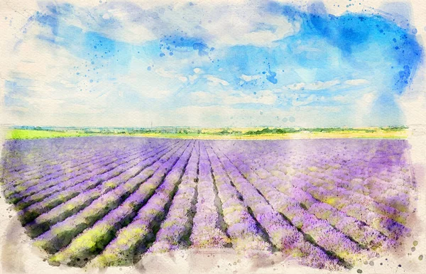 Flygfoto Lavendel Fält Över Blå Molnig Himmel Akvarell Konst — Stockfoto