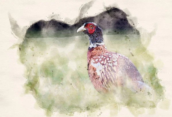 Ringneck Pheasant Phasianus Colchicus 雄性水彩画 — 图库照片