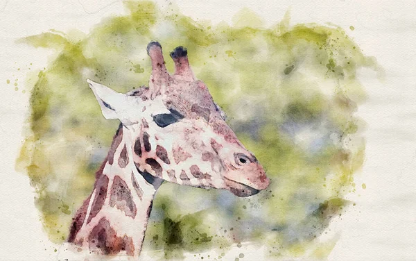 Giraffe Head Portrait Close Watercolor Art — Stock Photo, Image
