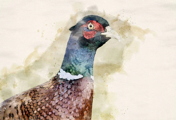 Ringneck Pheasant Phasianus Colchicus Male Watercolor Art — Stock Photo, Image