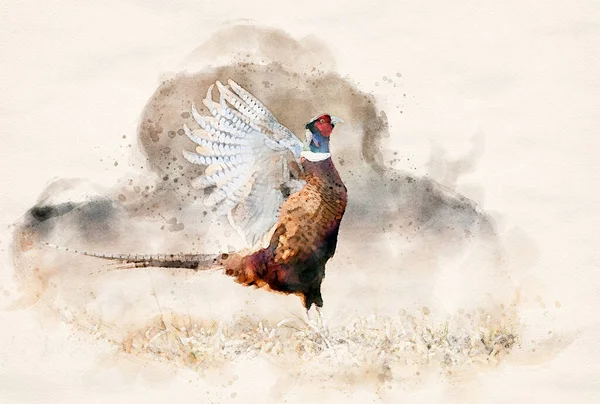 Ringneck Pheasant Phasianus Colchicus Male Watercolor Art — Stock Photo, Image