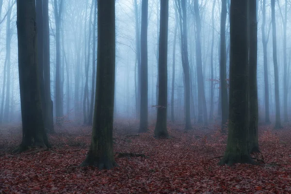 Foggy Day Dans Forêt Automne — Photo