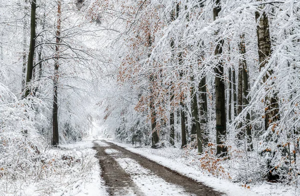 森の中の美しい冬の日 — ストック写真