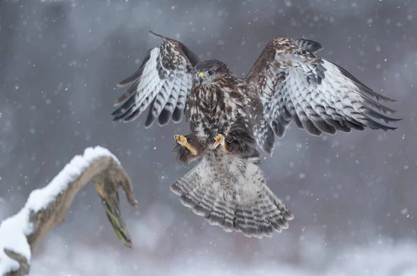 Common Buzzard Buteo Buteo Close — Stock Photo, Image