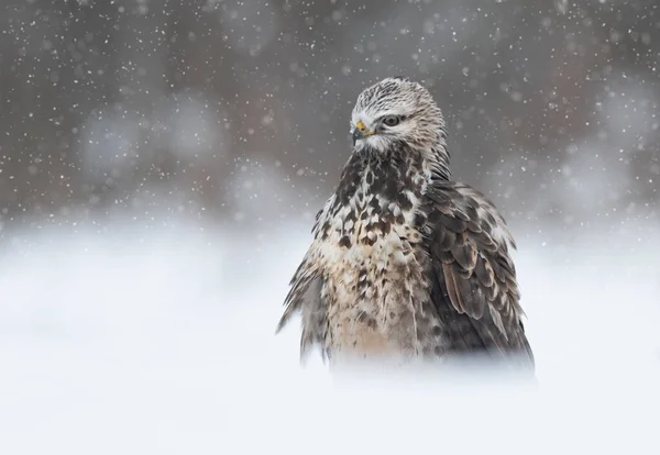 Raubeiniger Mäusebussard Buteo Lagopus Der Winterlandschaft — Stockfoto