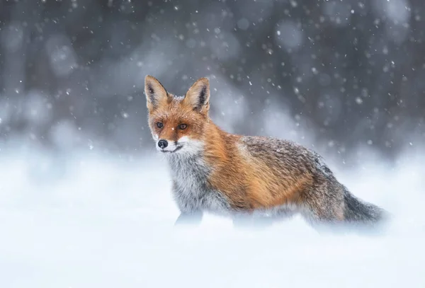 Fox Vulpes Vulpes Winter Scenery — Stock Photo, Image