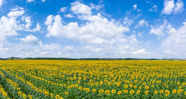 Ayçiçeği Tarlasında Güzel Bir Yaz Günü — Stok fotoğraf