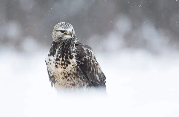 冬季风景中粗壮的秃鹰 Buteo Lagopus — 图库照片