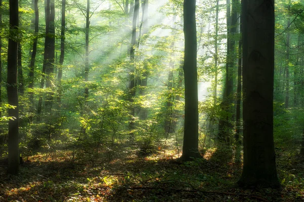 Belle Matinée Dans Forêt — Photo