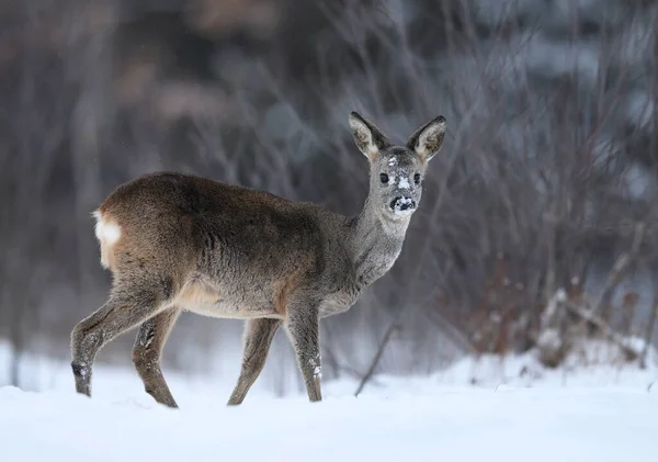 Samica Jelenia Capreolus Capreolus — Zdjęcie stockowe