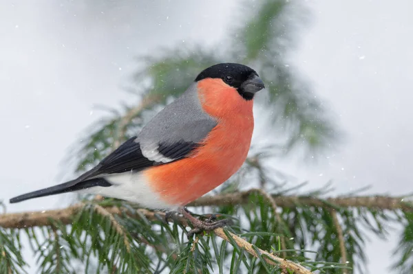 Eurasian Bullfinch Male Pyrrhula Pyrrhula — Stock Photo, Image