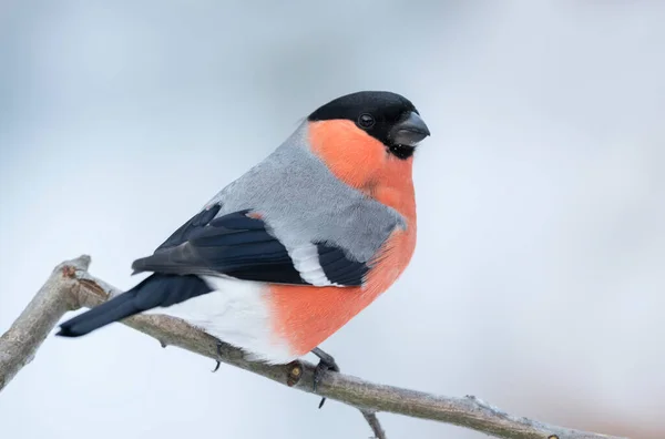 Maschio Finocchio Euroasiatico Pyrrhula Pyrrhula — Foto Stock