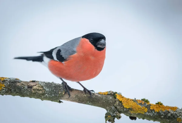 Eurasian Bullfinch Male Pyrrhula Pyrrhula — Stock Photo, Image