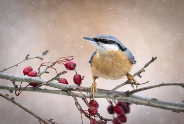 Nuthatch Sitta Europaea Kuşu Kapat — Stok fotoğraf