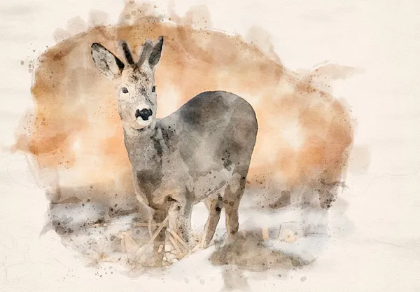 Roe Deer Male Capreolus Capreolus Waterpaint Image — Stock Photo, Image