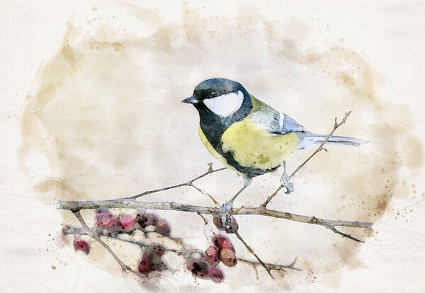 Great tit close up ( Paerus major ) waterpaint image