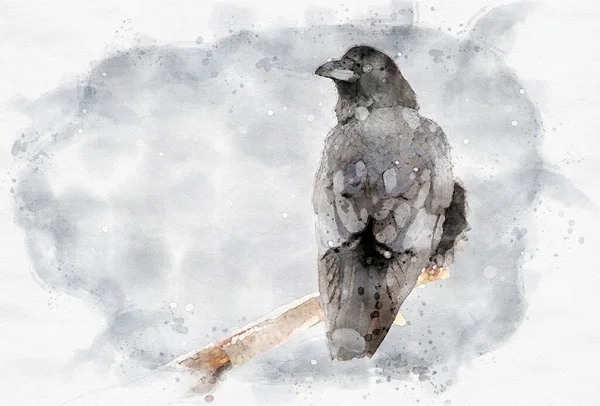 Kuzgun Corvus Corax Kuş Boyası Resmini Kapat — Stok fotoğraf