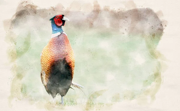 Ringneck Pheasant Phasianus Colchicus Waterpaint Image — Stock Photo, Image