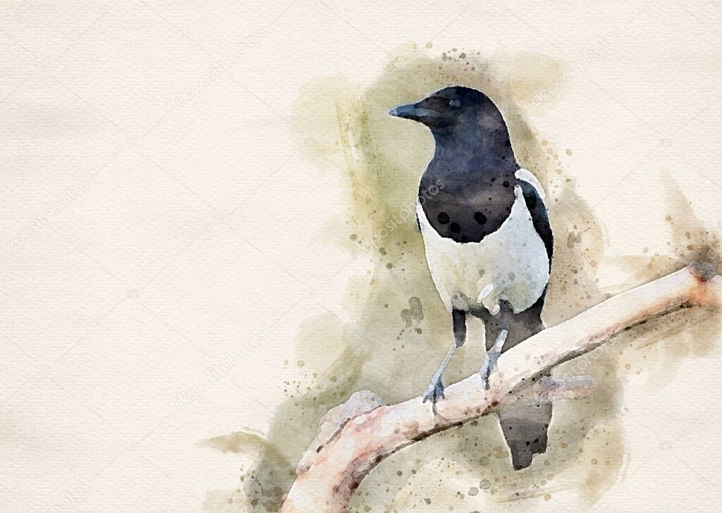 Magpie bird on the branch ( Pica pica ) - watercolor art