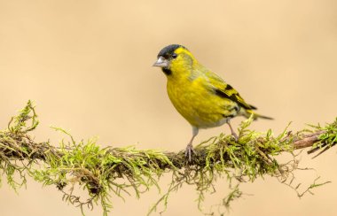Siskin (Carduelis spinus) kuşu kapat