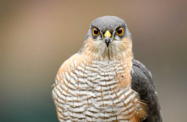 Atmaca (accipiter nisus) - erkek
