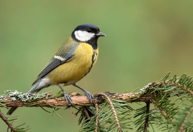 Great tit close up ( Parus major )