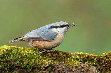 Nuthatch (Sitta europaea) kuşu kapat