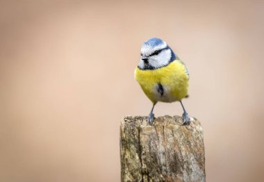 Blue tit ( Cyanistes caeruleus ) close up
