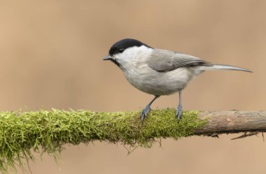 Coal tit or willow tit - Parus montanus ,  Parus palustris