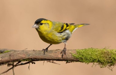 Siskin (Carduelis spinus) kuşu kapat