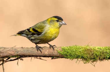 Siskin (Carduelis spinus) kuşu kapat