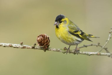 Siskin (Carduelis spinus) kuşu kapat