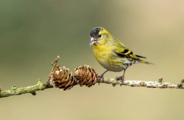 Siskin (Carduelis spinus) kuşu kapat