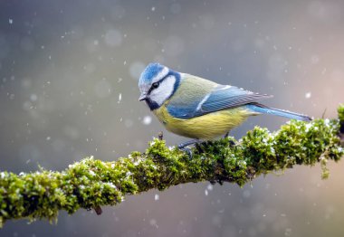 Blue tit ( Cyanistes caeruleus ) close up