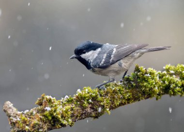 Coal tit ( Periparus ater ) close up