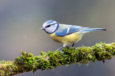 Blue tit ( Cyanistes caeruleus ) close up
