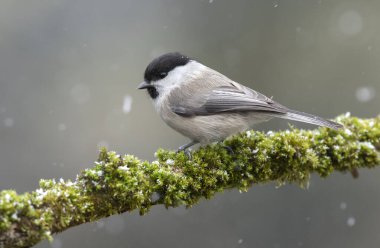 Willow tit bird- Parus montanus