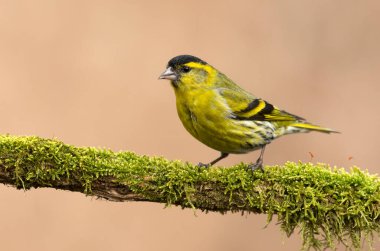 Siskin (Carduelis spinus) kuşu kapat