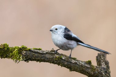 Uzun baştankara kuyruklu (Aegithalos caudatus)