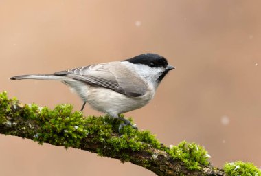 Willow tit bird- Parus montanus